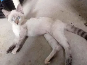 Gato raça Siames idade 2 a 6 meses nome Gata castrada para a