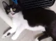 Gata castrada para a