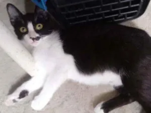 Gato raça Srd idade 2 a 6 meses nome Gata castrada para a