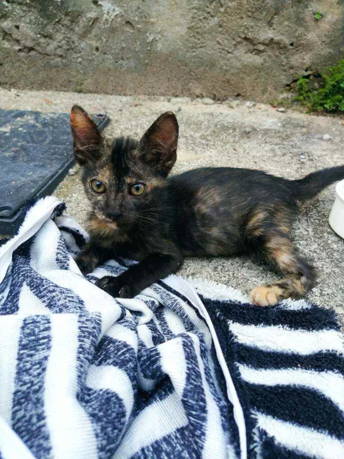 Gato raça Não sei idade 2 a 6 meses nome Otis, Eleven