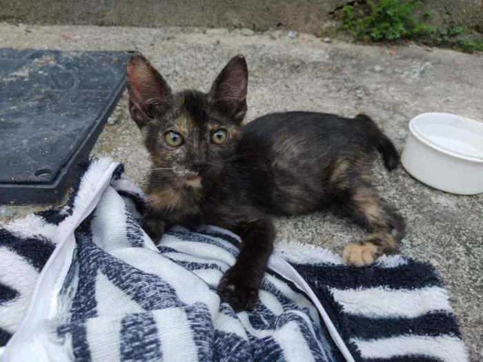 Gato raça Não sei idade 2 a 6 meses nome Otis, Eleven