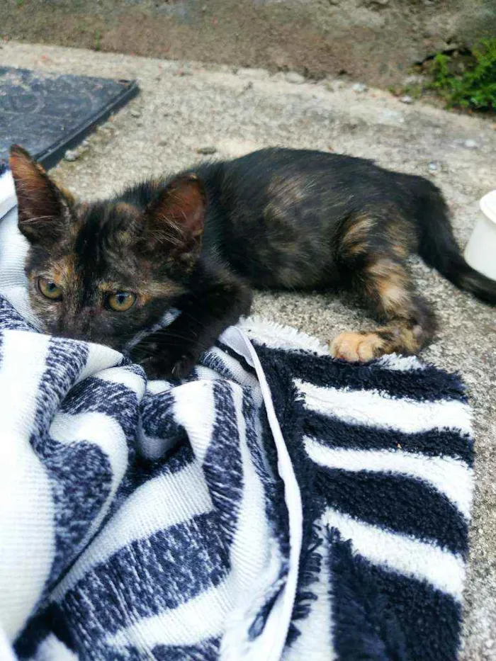 Gato raça Não sei idade 2 a 6 meses nome Otis, Eleven
