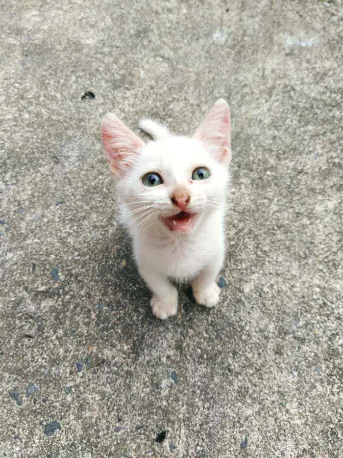 Gato raça Não sei idade 2 a 6 meses nome Otis, Eleven