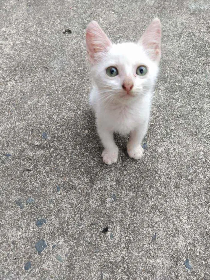 Gato raça Não sei idade 2 a 6 meses nome Otis, Eleven