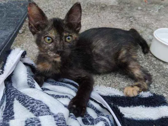 Gato raça Não sei idade 2 a 6 meses nome Otis, Eleven