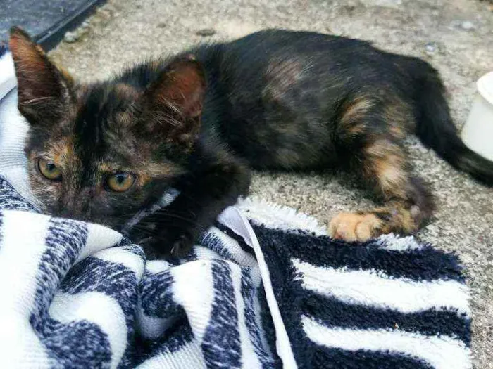 Gato raça Não sei idade 2 a 6 meses nome Otis, Eleven
