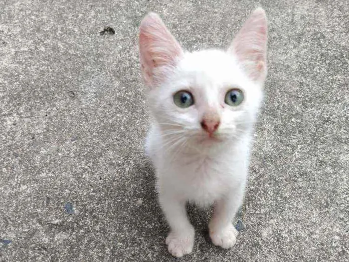 Gato raça Não sei idade 2 a 6 meses nome Otis, Eleven