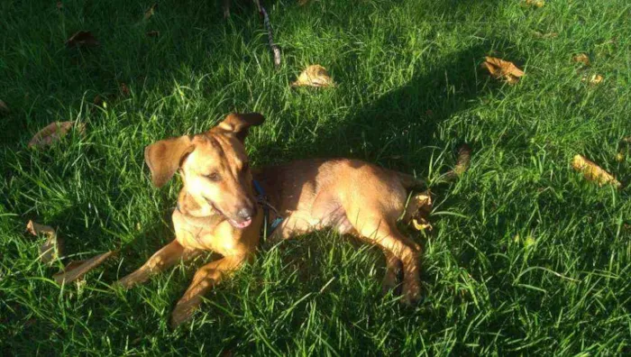 Cachorro ra a vira lata idade 7 a 11 meses nome Bingo