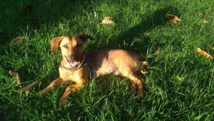 Cachorro ra a vira lata idade 7 a 11 meses nome Bingo