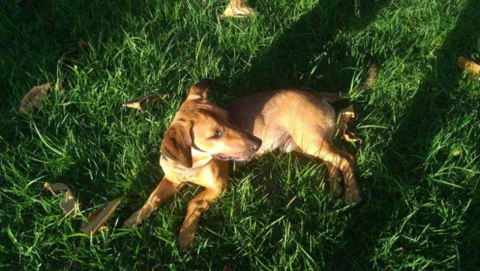 Cachorro ra a vira lata idade 7 a 11 meses nome Bingo