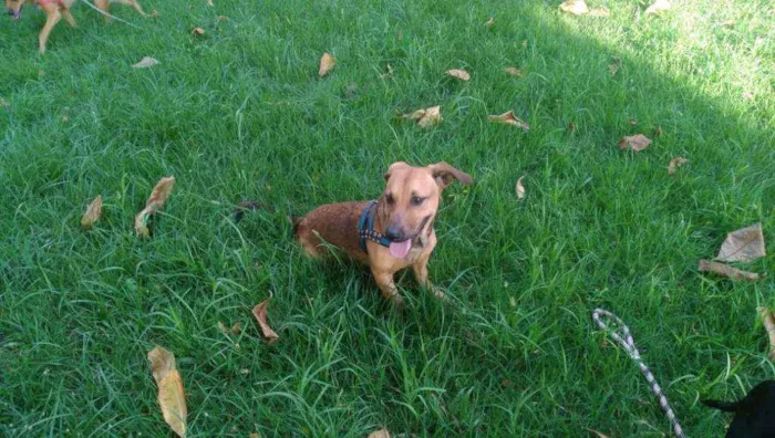 Cachorro ra a vira lata idade 7 a 11 meses nome Bingo