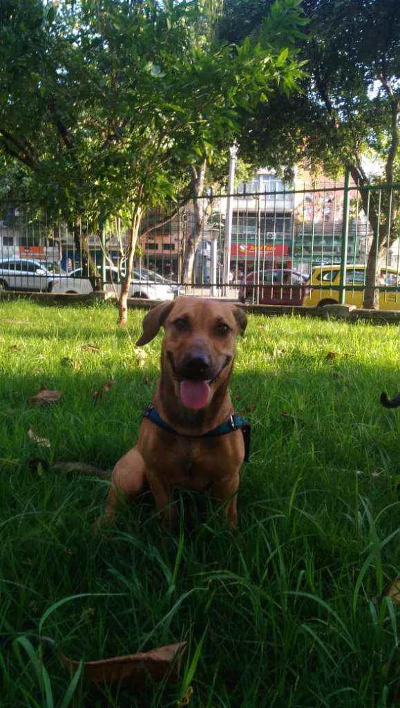 Cachorro ra a vira lata idade 7 a 11 meses nome Bingo