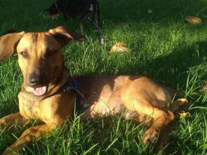 Cachorro ra a vira lata idade 7 a 11 meses nome Bingo