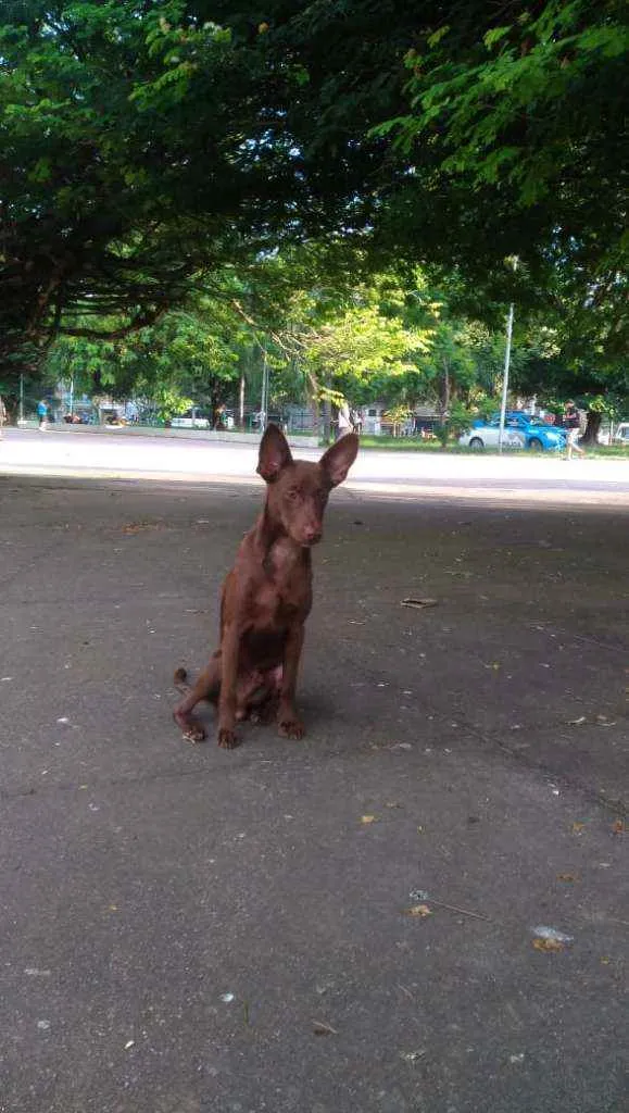 Cachorro ra a srd idade 7 a 11 meses nome Pipoca