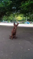 Pipoca
