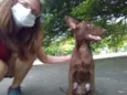 Pipoca