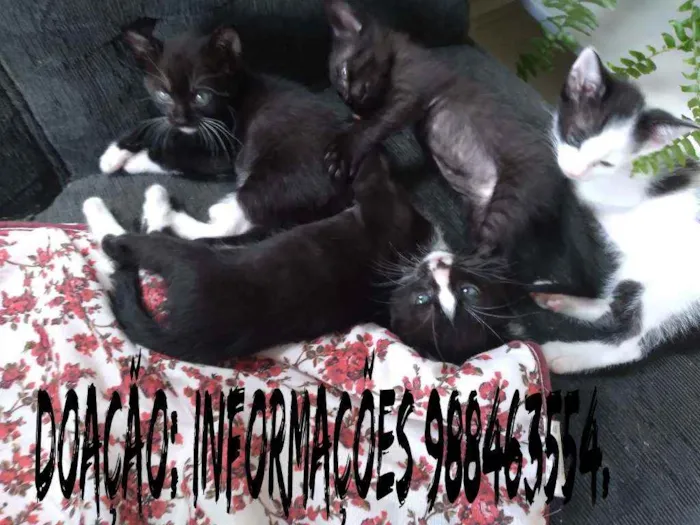 Gato raça Sem raçdefinida  idade 2 a 6 meses nome Gato
