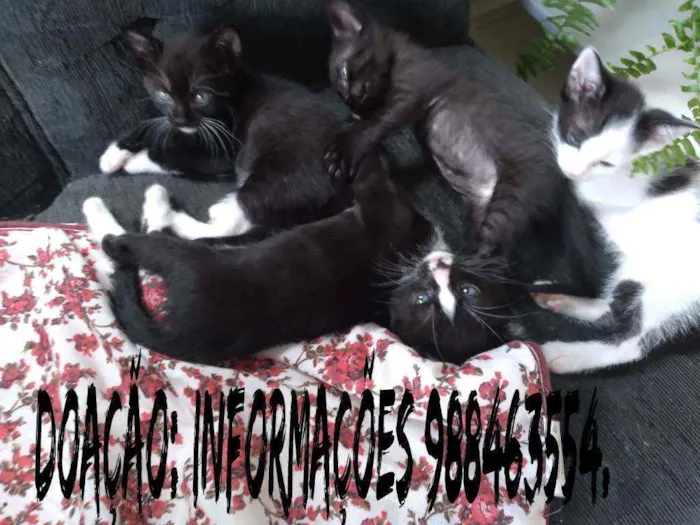 Gato raça Sem raçdefinida  idade 2 a 6 meses nome Gato