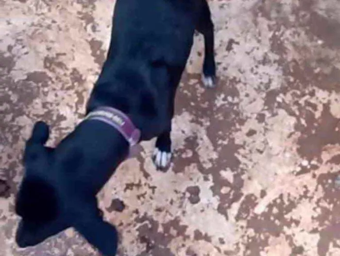 Cachorro ra a SRD idade 7 a 11 meses nome SHIVA