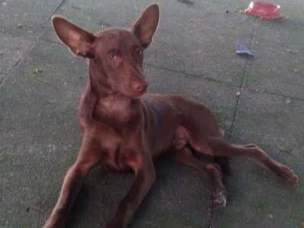 Cachorro ra a srd idade 7 a 11 meses nome Pipoca