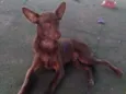 Pipoca