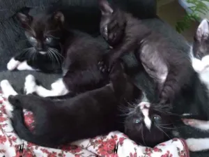 Gato raça Sem raçdefinida  idade 2 a 6 meses nome Gato