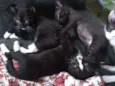 Gato