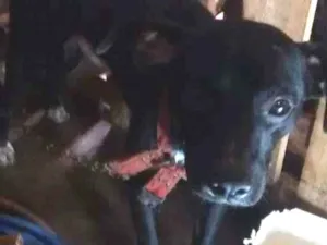 Cachorro raça Indefinida idade 7 a 11 meses nome Reizinho