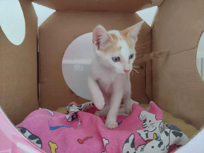 Gato ra a SRD-ViraLata idade 2 a 6 meses nome Apolo
