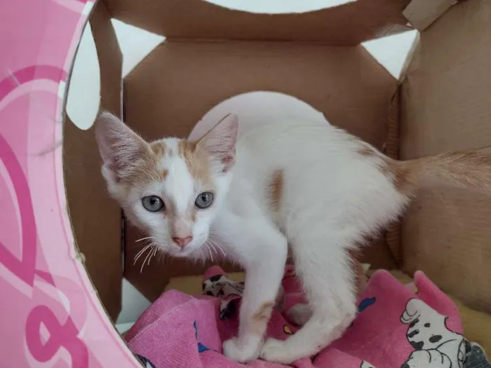 Gato ra a SRD-ViraLata idade 2 a 6 meses nome Apolo