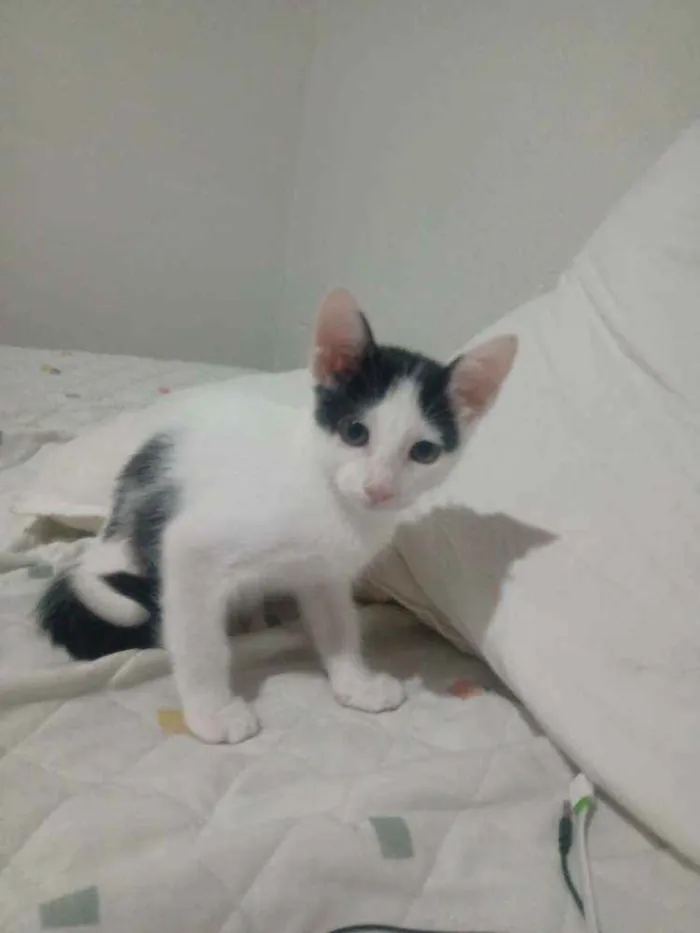 Gato ra a  idade Abaixo de 2 meses nome Não tem nomes