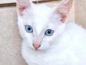 Gato raça Srd  idade 2 a 6 meses nome Snow Linda bb