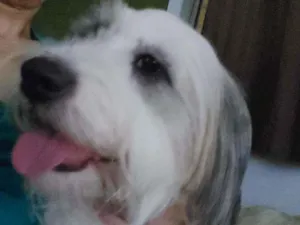 Cachorro raça  idade  nome Snow temporario