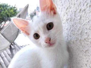 Gato raça Srd  idade 2 a 6 meses nome Vicky Linda bb 