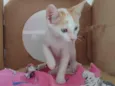 Apolo
