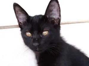 Gato raça Srd idade 2 a 6 meses nome Mimi Linda bebê 