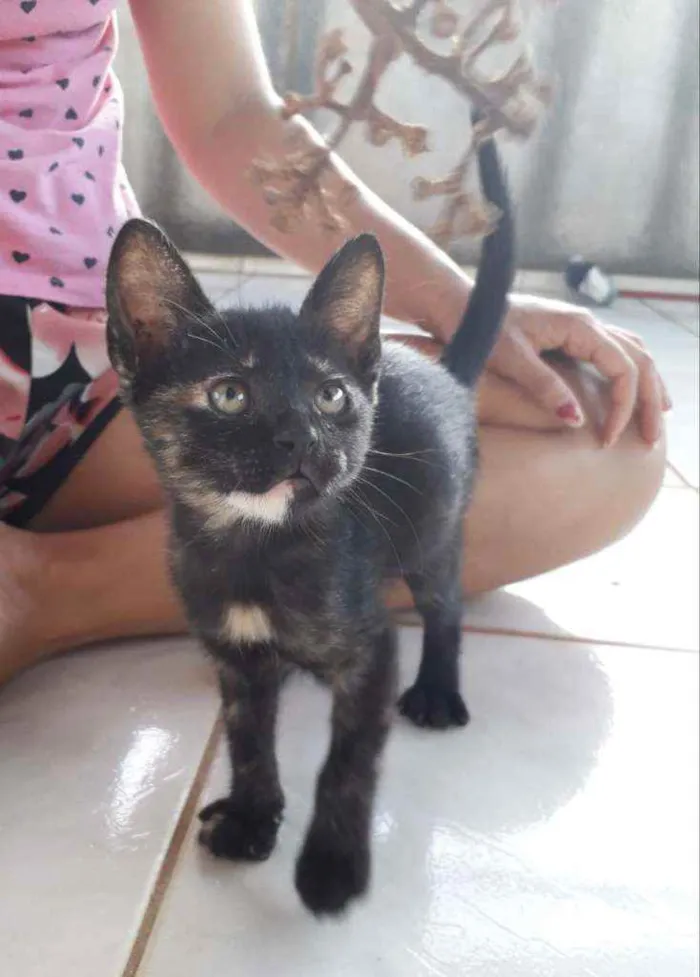 Gato ra a SRD idade Abaixo de 2 meses nome Zubat