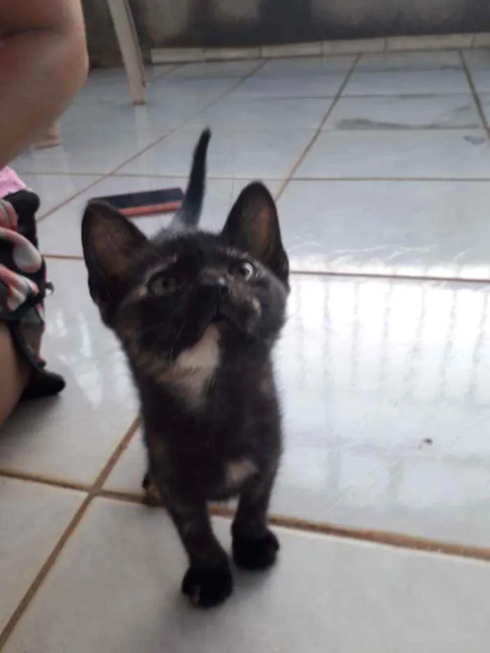 Gato ra a SRD idade Abaixo de 2 meses nome Zubat