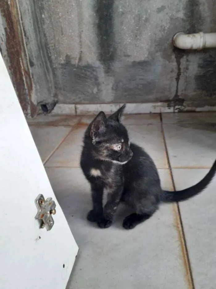 Gato ra a SRD idade Abaixo de 2 meses nome Zubat