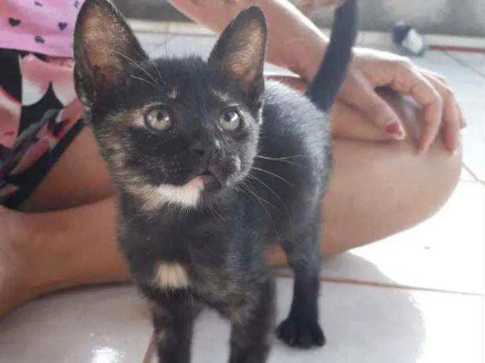 Gato ra a SRD idade Abaixo de 2 meses nome Zubat