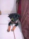 Cachorro raça SRD idade 2 a 6 meses nome Bolt