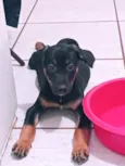 Cachorro raça SRD idade 2 a 6 meses nome Bolt