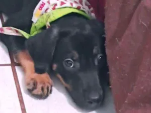 Cachorro raça SRD idade 2 a 6 meses nome Bolt