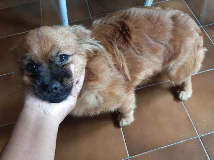 Cachorro ra a Shitzu smooth coat idade 7 a 11 meses nome Freed