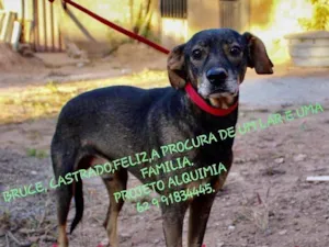 Cachorro raça SRD idade 7 a 11 meses nome Bruce 