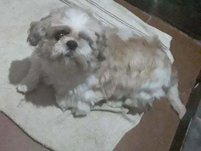 Cachorro ra a Shih- TZu puro  idade 3 anos nome Thor