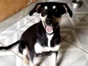 Cachorro raça Mestiça  idade 7 a 11 meses nome Kiara 