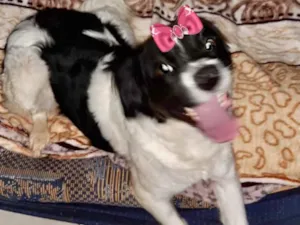 Cachorro raça Mestiça  idade 7 a 11 meses nome Princesa 