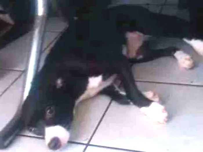 Cachorro ra a SRD-ViraLata idade 3 anos nome Rutinha