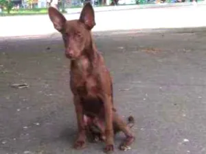 Cachorro raça srd idade 7 a 11 meses nome Pipoca